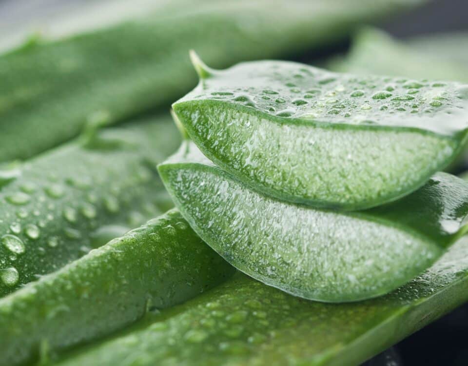 aloe leaf cut open