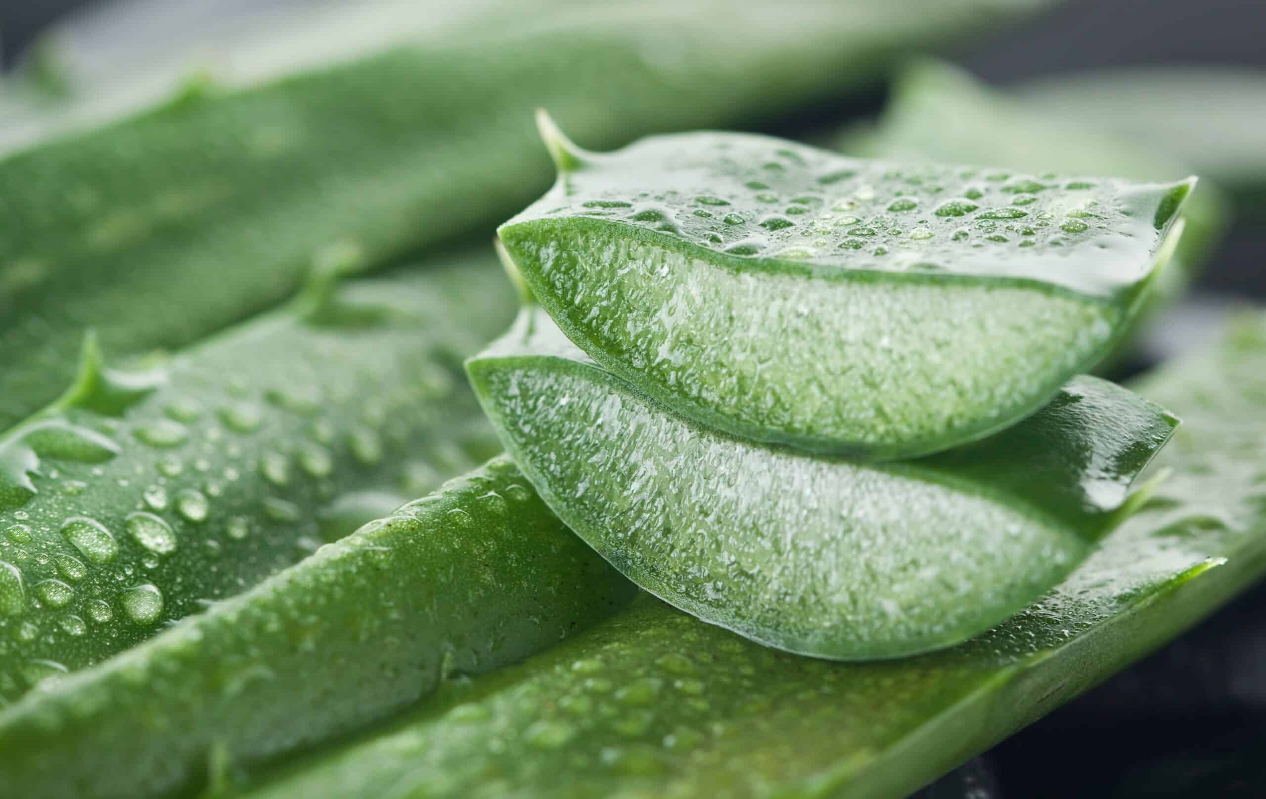 aloe leaf cut open